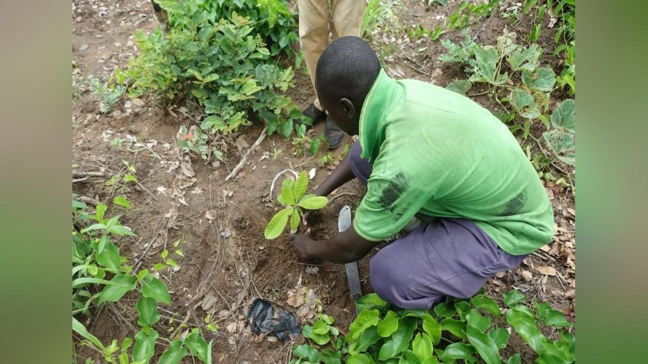 Cashew farmer appeals for government’s intervention in price regulation Cashew farmer appeals for government’s intervention in price regulation