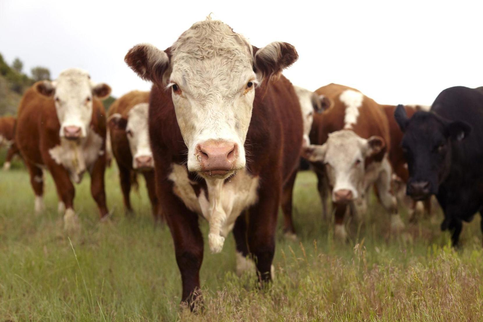 African campaigners advocate for climate resilient livestock plans African campaigners advocate for climate resilient livestock plans