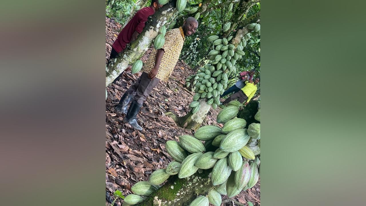 New cocoa season starts Saturday September 09, 2023 New cocoa season starts Saturday September 09, 2023