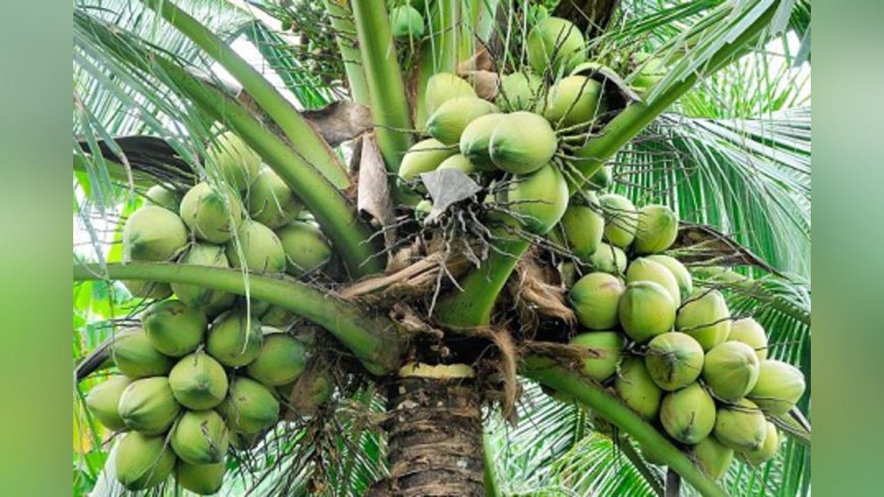 Solidaridad, ACG to host Third International Coconut Festival in Takoradi Solidaridad, ACG to host Third International Coconut Festival in Takoradi