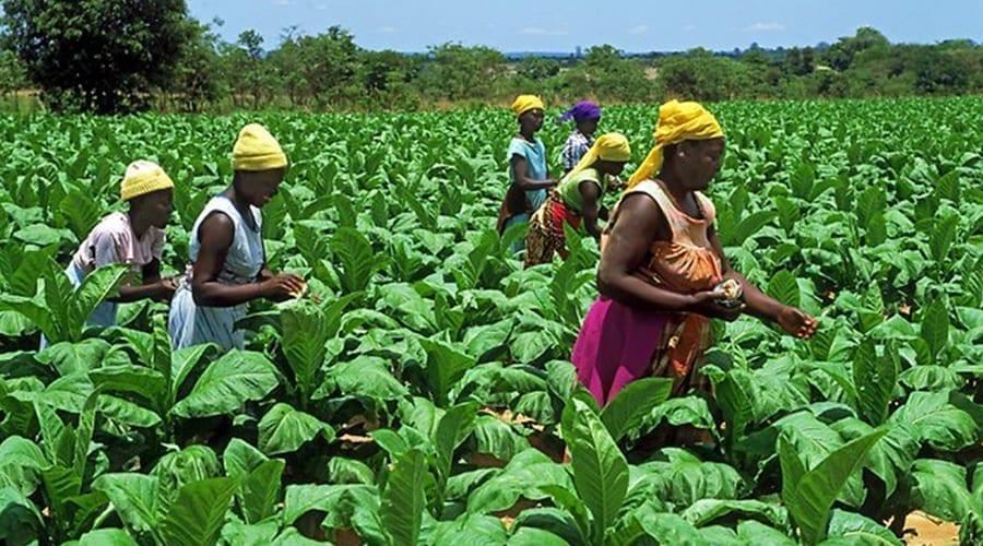 Grow and eat your own food to prevent Non-Communicable Diseases – Africans urged Grow and eat your own food to prevent Non-Communicable Diseases – Africans urged