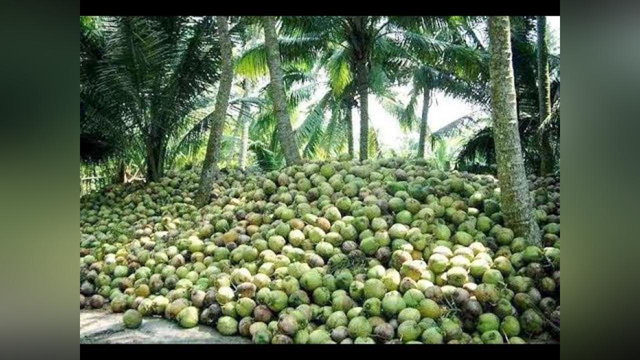 Goshen Global Vision recommends students to consider coconut farming as a viable career path. Goshen Global Vision recommends students to consider coconut farming as a viable career path.
