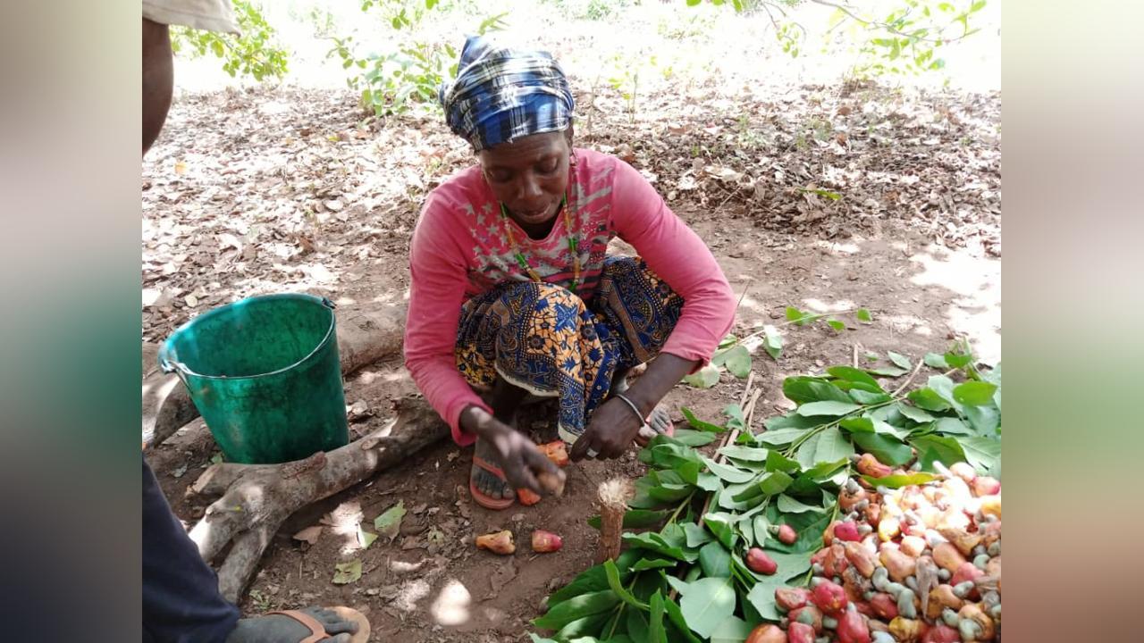 SOCODEVI Ghana lauds women contribution to agriculture SOCODEVI Ghana lauds women contribution to agriculture