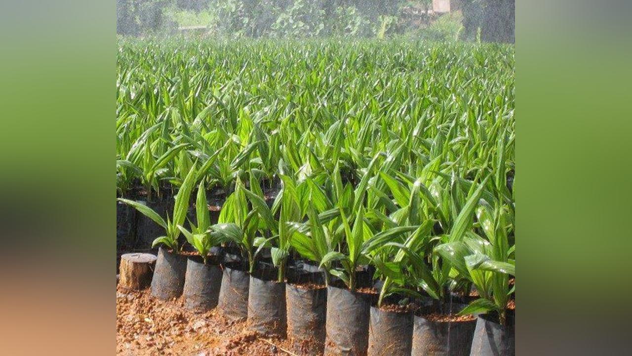 MoFA to boost oil palm production in Bekwai Municipality MoFA to boost oil palm production in Bekwai Municipality