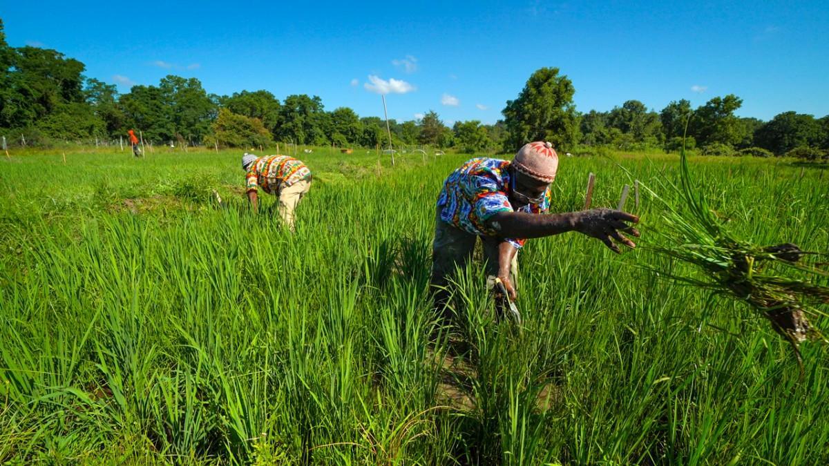 CSIR pursuing innovative methods to diversify Ghana’s agricultural systems CSIR pursuing innovative methods to diversify Ghana’s agricultural systems
