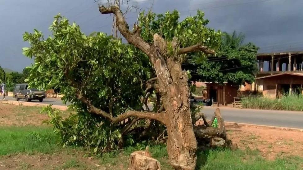 Man denies cutting down famous 300-year-old tree Man denies cutting down famous 300-year-old tree