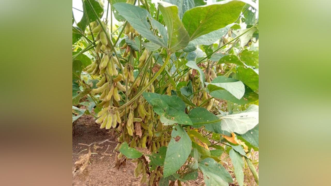 Most farmers in the Sissala enclave shifting to sesame and soya bean