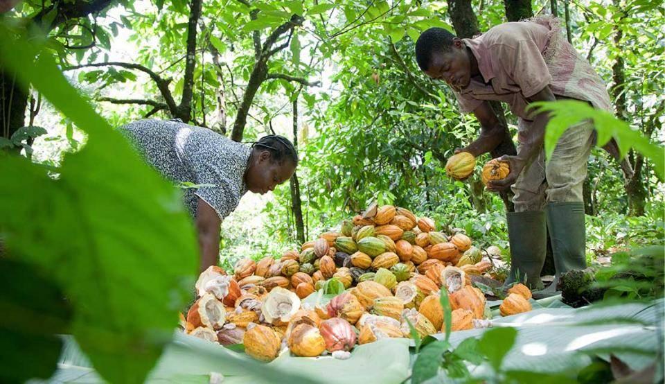 Cocoa Coffee Sheanut Farmers Association demands solar torch from COCOBOD for farmers