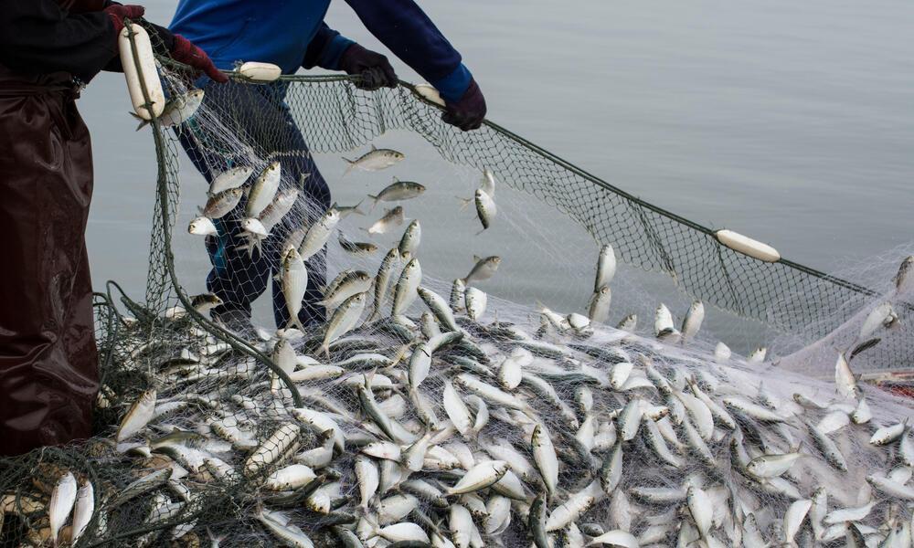 Fish farmer calls for a ban on fish importation Fish farmer calls for a ban on fish importation