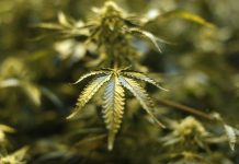 Ghana legalizes cannabis cultivation for medical and industrial use Ghana legalizes cannabis cultivation for medical and industrial use