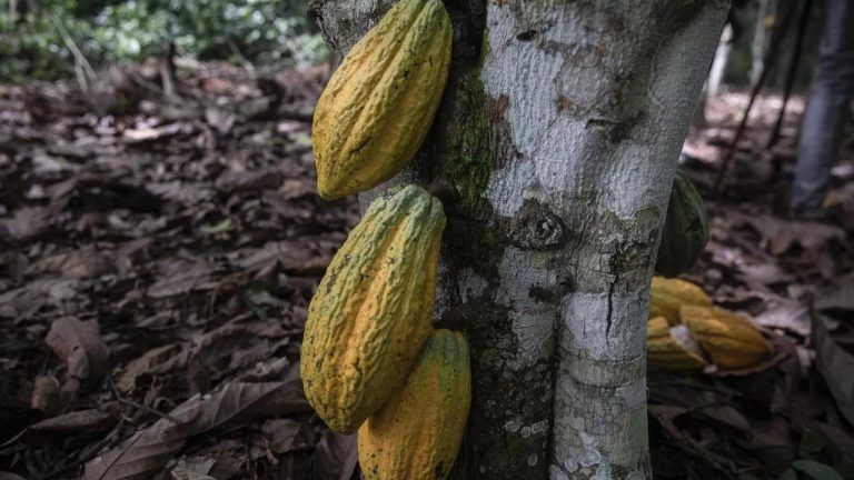 What is Swollen Shoot Disease and how it Affects Cocoa Production? - Ghana