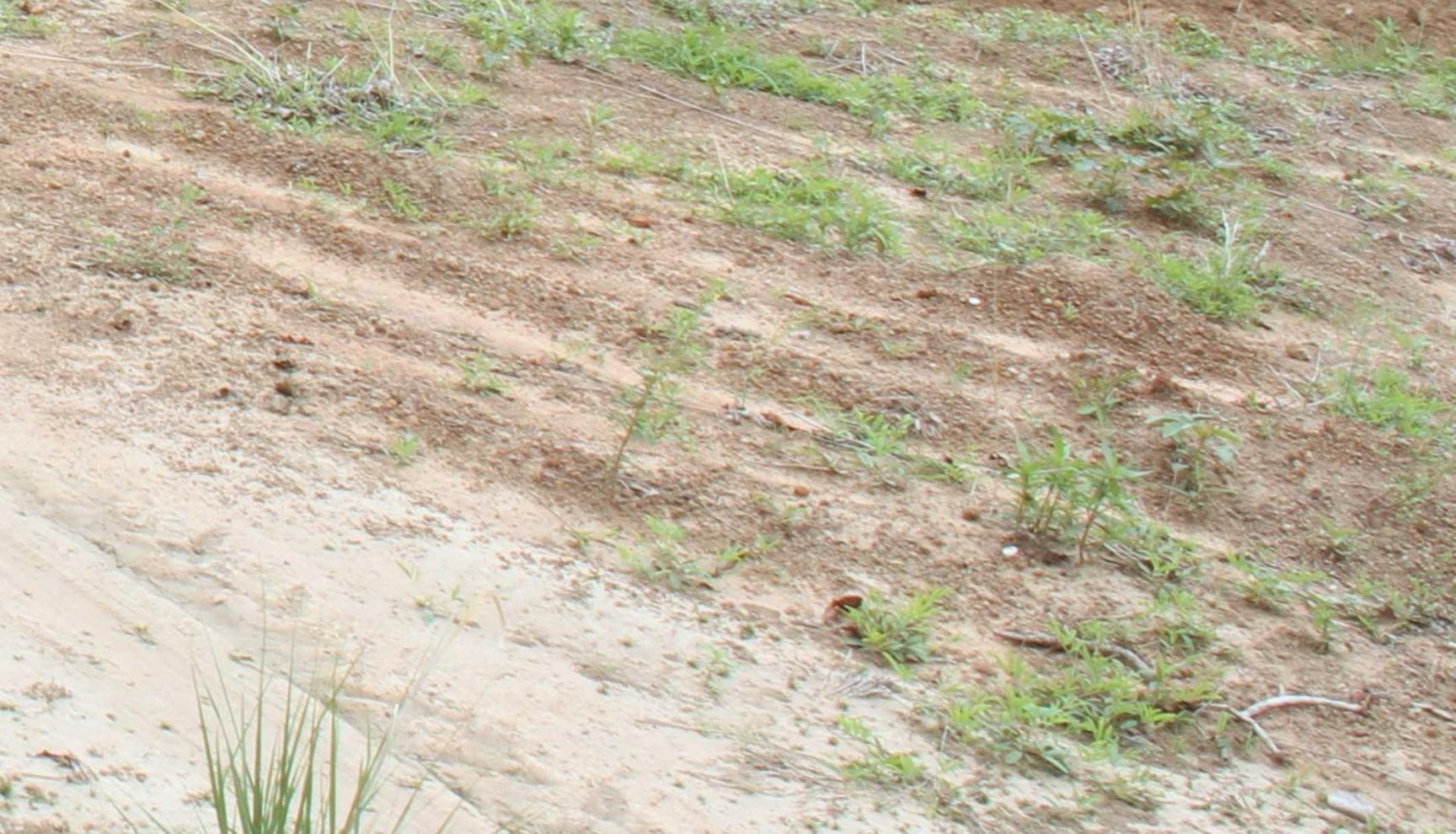 Drought in Northern Ghana: the Economy and its Inhabitants are too Frail to Take on Another ‘Avoidable’ Phenomenon – Franklin Cudjoe Drought in Northern Ghana: the Economy and its Inhabitants are too Frail to Take on Another ‘Avoidable’ Phenomenon – Franklin Cudjoe