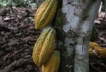 Ghana to Raise Cocoa Farmgate Price Ghana to Raise Cocoa Farmgate Price