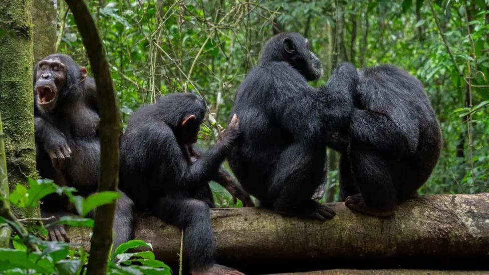 Wild Chimpanzees Filmed Using Forest 'First Aid' Wild Chimpanzees Filmed Using Forest 'First Aid'