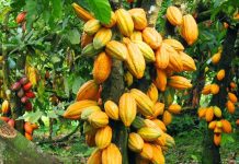 Minority Caucus Demands Fair Cocoa Prices for Farmers Minority Caucus Demands Fair Cocoa Prices for Farmers