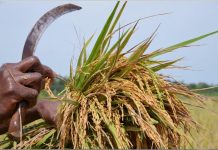 Ghanaians Love Rice and Smallholder Farmers’ Machines Ghanaians Love Rice and Smallholder Farmers' Machines