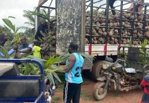 Berekum West Assembly Gets 10,000 Coconut Seedlings Berekum West Assembly Gets 10,000 Coconut Seedlings