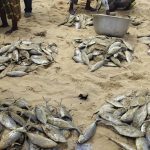Ghana’S 2025 Fisheries Reforms Revive Volta’S Fish Ghana'S 2025 Fisheries Reforms Revive Volta'S Fish