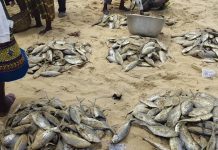 Ghana’S 2025 Fisheries Reforms Revive Volta’S Fish Ghana'S 2025 Fisheries Reforms Revive Volta'S Fish