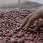 Ghanaian Women Lead Nation’S Restoration through Coffee Ghanaian Women Lead Nation'S Restoration through Coffee