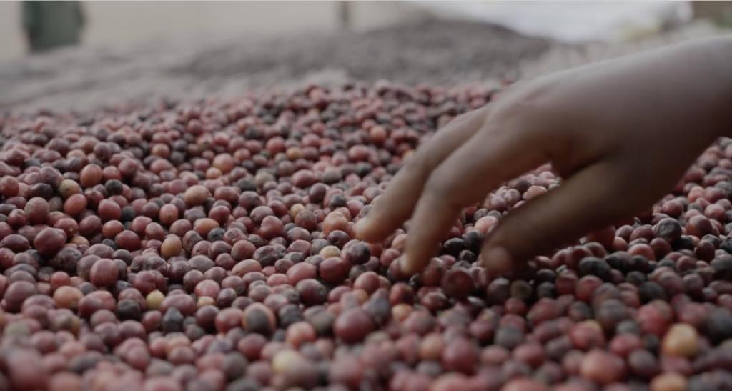 Ghanaian Women Lead Nation'S Restoration through Coffee Ghanaian Women Lead Nation'S Restoration through Coffee