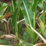 Hungry Farmers and the Bagre Dam’S Impact on Poverty Hungry Farmers and the Bagre Dam'S Impact on Poverty