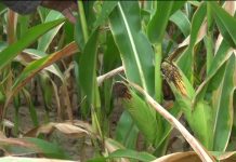 Hungry Farmers and the Bagre Dam’S Impact on Poverty Hungry Farmers and the Bagre Dam'S Impact on Poverty