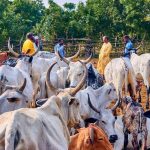 Estate Developers Squeeze out Farmers in Ghana Estate Developers Squeeze out Farmers in Ghana