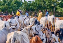 Estate Developers Squeeze out Farmers in Ghana Estate Developers Squeeze out Farmers in Ghana