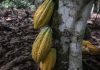 First Cocoa Harvest in the Northern Region First Cocoa Harvest in the Northern Region