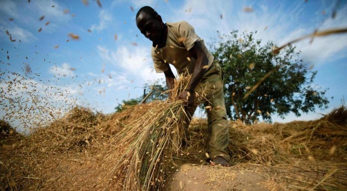Techiman Leaders Urge Emphasis on Local Production Techiman Leaders Urge Emphasis on Local Production