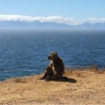Managing Conflict between Baboons and People Managing Conflict between Baboons and People