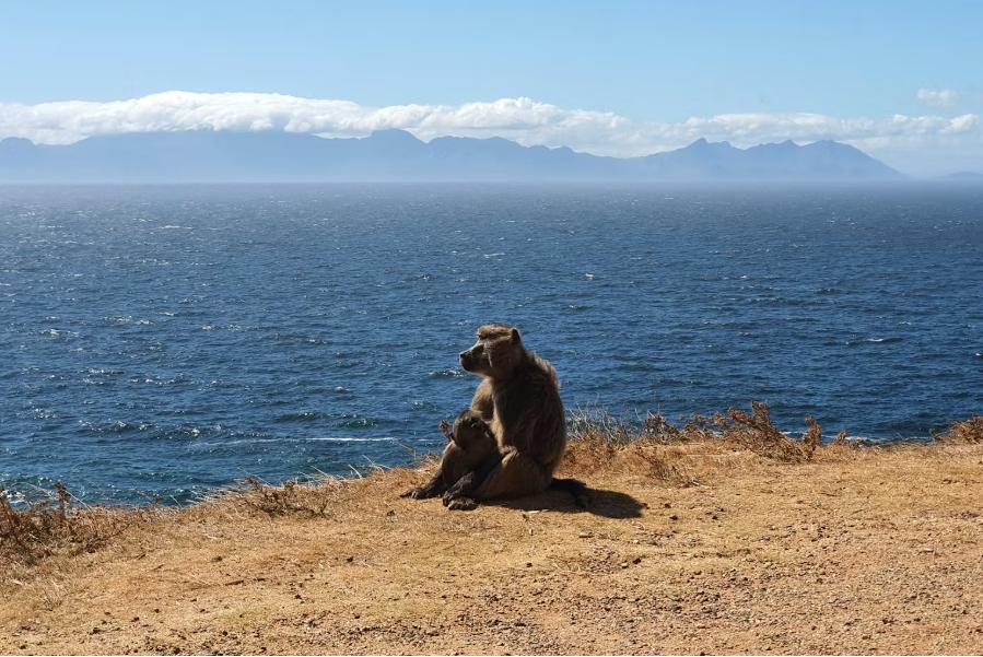Managing Conflict between Baboons and People Managing Conflict between Baboons and People