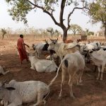 Livestock Welfare Crisis Driving Rural Poverty in Ghana Livestock Welfare Crisis Driving Rural Poverty in Ghana