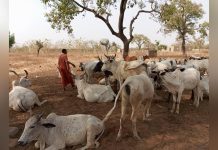 Livestock Welfare Crisis Driving Rural Poverty in Ghana Livestock Welfare Crisis Driving Rural Poverty in Ghana