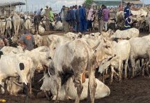 24-Hour Livestock Market Launched to Drive Economic Growth 24-Hour Livestock Market Launched to Drive Economic Growth