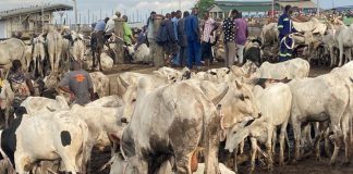 24-Hour Livestock Market Launched to Drive Economic Growth 24-Hour Livestock Market Launched to Drive Economic Growth