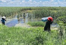 Strengthening Mango Value Chain in Sunyani through New Agri Centre Strengthening Mango Value Chain in Sunyani through New Agri Centre