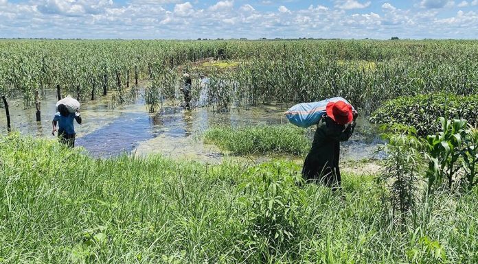 Strengthening Mango Value Chain in Sunyani through New Agri Centre Strengthening Mango Value Chain in Sunyani through New Agri Centre