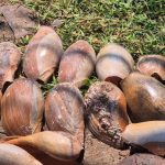 Elmina Natives Turn Conch Shells into Souvenirs at Elmina Castle Elmina Natives Turn Conch Shells into Souvenirs at Elmina Castle