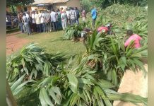 Agric Director Urges Coconut Farmers to Build Fire Belts Agric Director Urges Coconut Farmers to Build Fire Belts