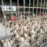 Asokore-Mampong Distributes 9000 Birds in Nkoko Nkete-Nkete Asokore-Mampong Distributes 9000 Birds in Nkoko Nkete-Nkete