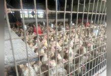 Asokore-Mampong Distributes 9000 Birds in Nkoko Nkete-Nkete Asokore-Mampong Distributes 9000 Birds in Nkoko Nkete-Nkete