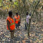 Fire Destroys Acres of Cocoa, Cashew Farms at Asueyi Fire Destroys Acres of Cocoa, Cashew Farms at Asueyi