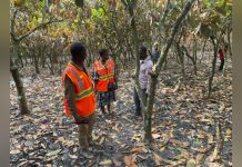 Fire Destroys Acres of Cocoa, Cashew Farms at Asueyi Fire Destroys Acres of Cocoa, Cashew Farms at Asueyi