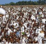 Ghana Urged to Create Cotton Development Authority Ghana Urged to Create Cotton Development Authority