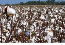 Ghana Urged to Create Cotton Development Authority Ghana Urged to Create Cotton Development Authority