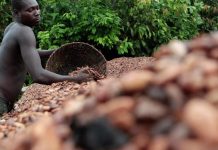 Unpaid Arrears Spark Frustration Among Farmers Unpaid Arrears Spark Frustration Among Farmers