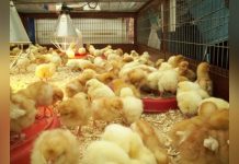 Nkoko Nketenkete Programme Delivers 250083 Chicks Nkoko Nketenkete Programme Delivers 250083 Chicks