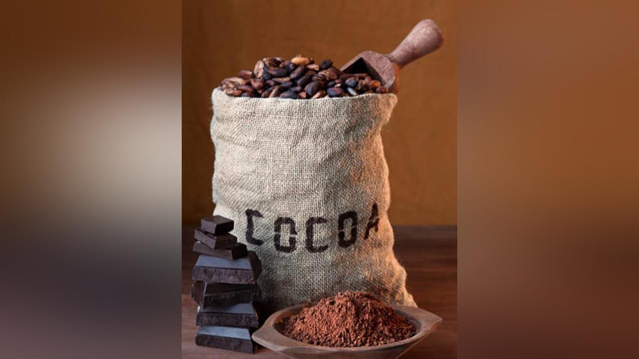 Cocoa Farmers in Kadjebi Decry Price Reduction Cocoa Farmers in Kadjebi Decry Price Reduction